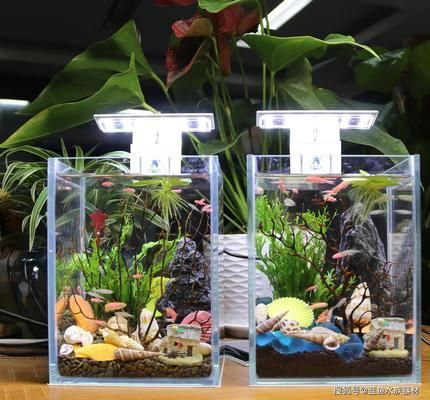 龍魚苗長什么樣圖片視頻大全：探秘龍魚苗，揭開神秘水下精靈的神秘面紗