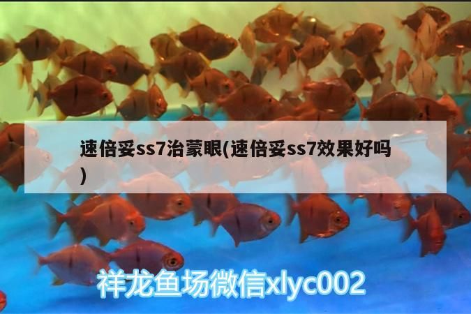 速倍妥ss7治蒙眼(速倍妥ss7效果好嗎)