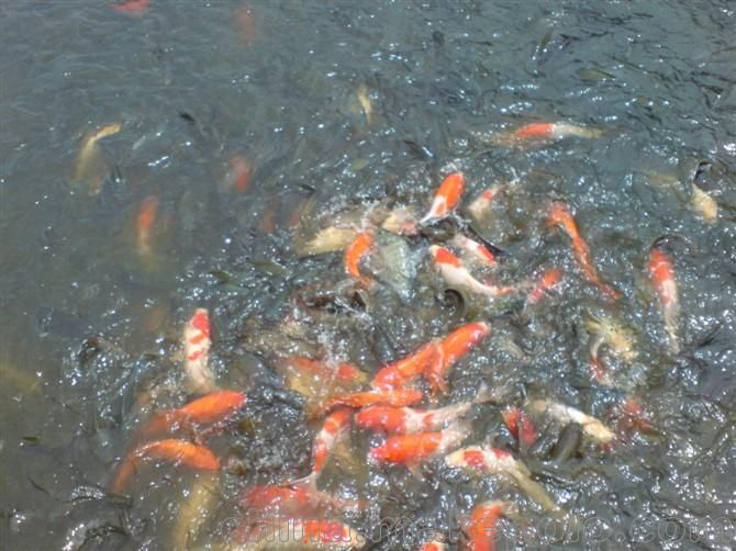 龍魚苗怎么養護視頻教程：龍魚苗養護全攻略，視頻指引下的精心呵護