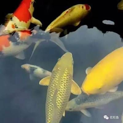 養錦鯉魚水ph值在多少合適（養錦鯉水的ph值應保持在弱堿性）
