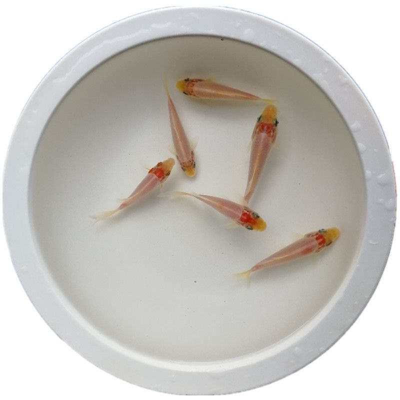 龍魚苗一個月能長多大啊圖片大全：龍魚苗一月成長探秘，尺寸與圖片背后的奧秘