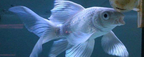 短身鯉魚苗最怕三個東西(短身鯉魚苗養殖技術) 蝴蝶鯉百科 第2張 短身鯉魚苗最怕三個東西(短身鯉魚苗養殖技術) 短身鯉魚苗最怕三個東西(短身鯉魚苗養殖技術) 蝴蝶鯉百科 第2張