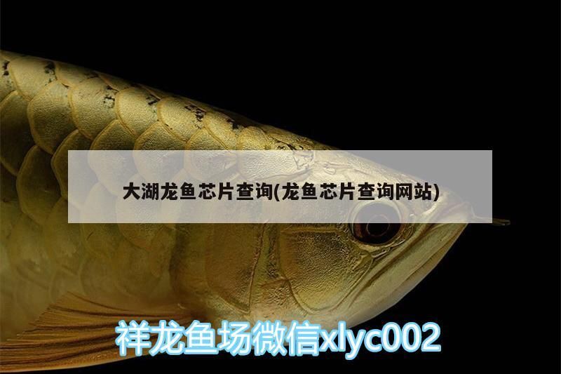 大湖龍魚芯片查詢(龍魚芯片查詢網站)