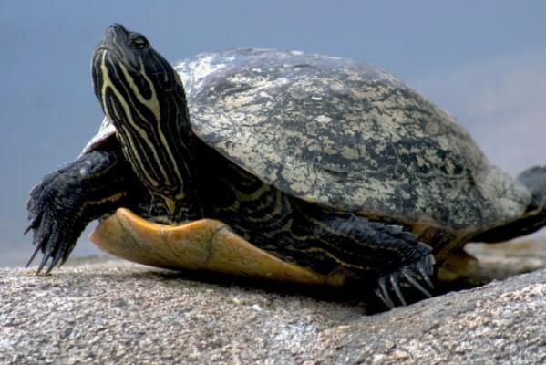 豬鼻龜下蛋條件：豬鼻龜什么時候下蛋