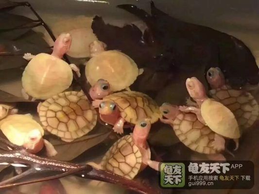 豬鼻龜下蛋條件：豬鼻龜什么時候下蛋