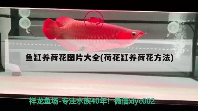 魚缸養(yǎng)荷花圖片大全(荷花缸養(yǎng)荷花方法) 魚缸養(yǎng)荷花圖片大全(荷花缸養(yǎng)荷花方法) 觀賞魚百科