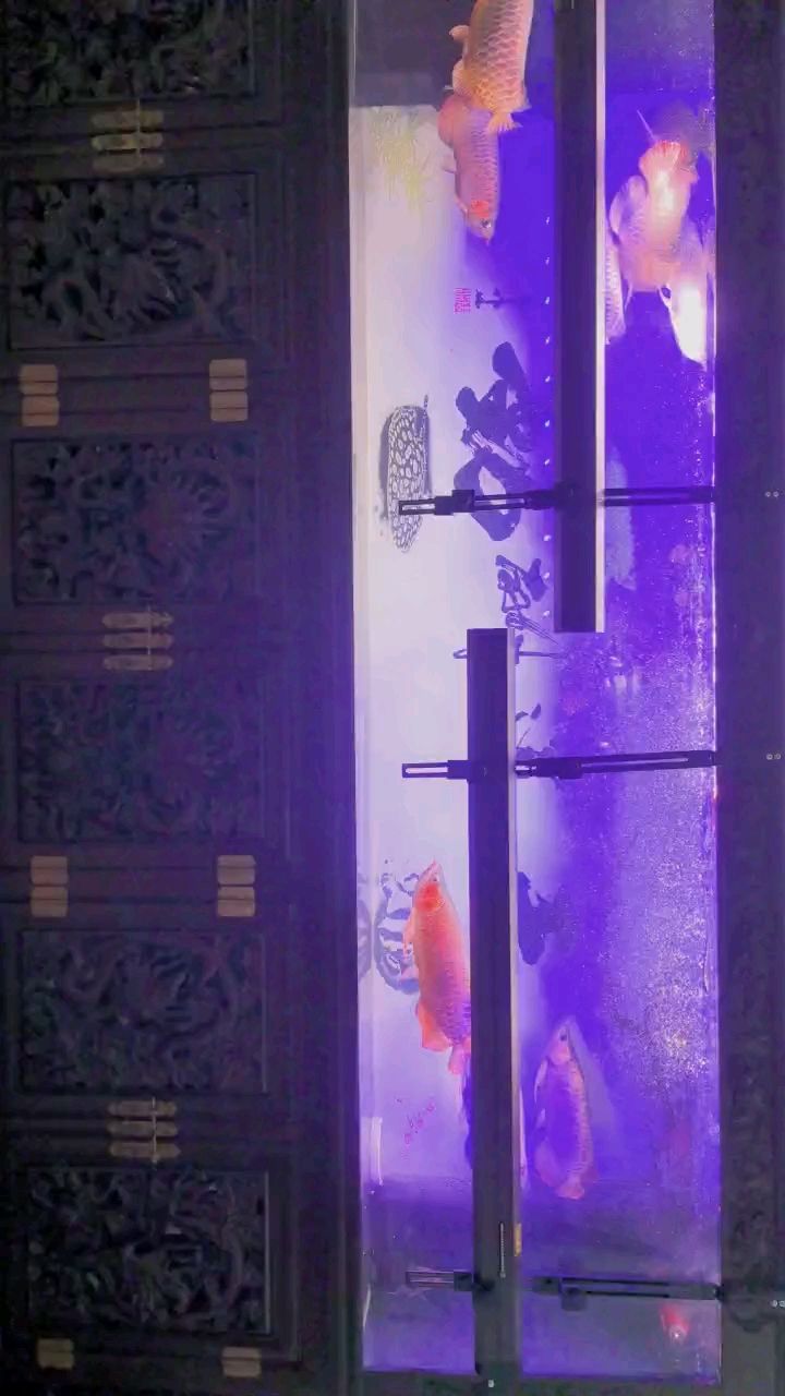 九龍打卡下 九龍打卡下 龍魚論壇