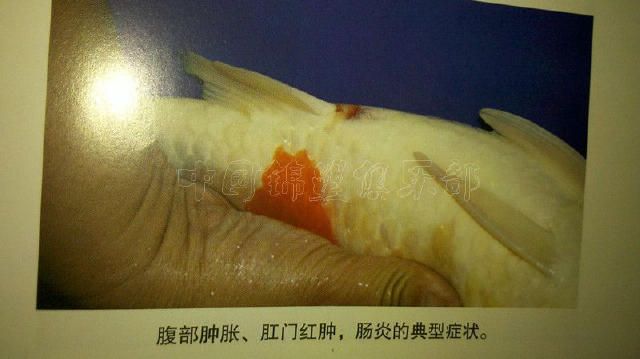 龍魚苗水溫多少合適啊冬天養魚：龍魚苗冬季養殖水溫探秘，精準把控，育出健康龍魚