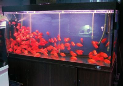 一方水族官網：“一方水族官網”的直接信息可能會對您有所幫助