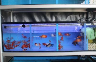 一方水族官網：“一方水族官網”的直接信息可能會對您有所幫助