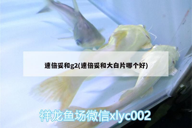 速倍妥和g2(速倍妥和大白片哪個好)