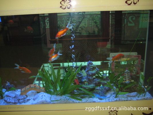 正常鯊魚多大(正常鯊魚多長)
