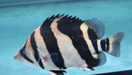 魟魚受傷：魟魚受傷后的處理方式