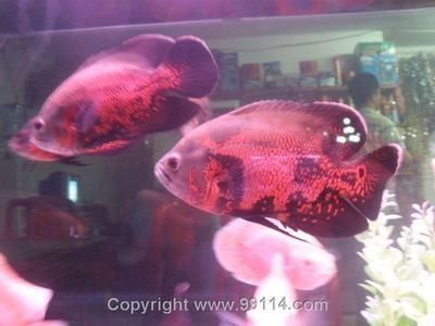 龍魚苗多久可以長大成型啊：龍魚苗成長探秘，從稚嫩到成型的奇妙旅程