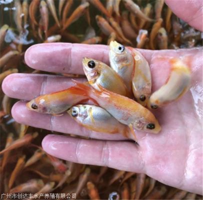 普寧鯉魚(yú)苗市場(chǎng)地址（普寧市與鯉魚(yú)苗相關(guān)的市場(chǎng)及魚(yú)苗場(chǎng)地址如下：如需更全面信息）