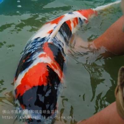 普寧鯉魚(yú)苗市場(chǎng)地址（普寧市與鯉魚(yú)苗相關(guān)的市場(chǎng)及魚(yú)苗場(chǎng)地址如下：如需更全面信息）