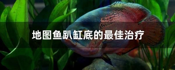 龍魚蒙眼最好最快的辦法是啥呢：龍魚蒙眼危機？別怕，這些妙招來救場