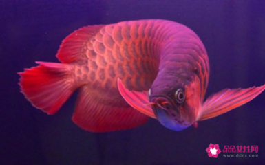 紅龍魚適合和什么魚一起養