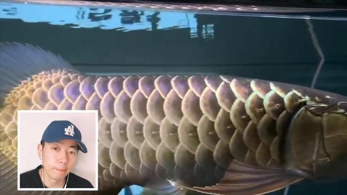 金龍魚京東自營旗艦店是正品嗎（金龍魚京東自營旗艦店是正品嗎知乎）