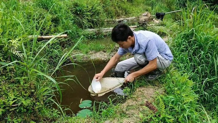 短身鯉魚苗最簡單三個步驟（短身鯉魚苗養殖環境要求）