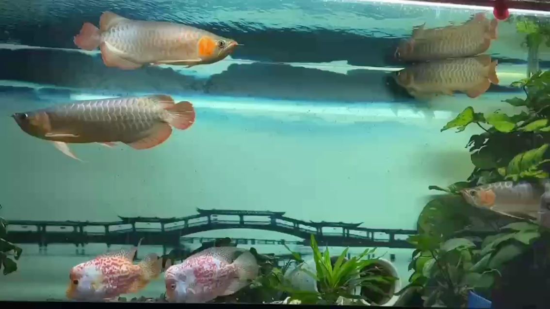 餓了幾天變苗條了