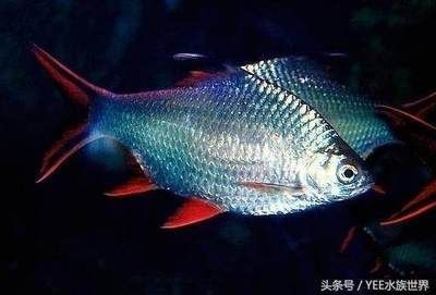 黃金眼鏡蛇雷龍魚(yú)蒙眼怎么辦：龍魚(yú)蒙眼莫慌張，科學(xué)救治有妙方