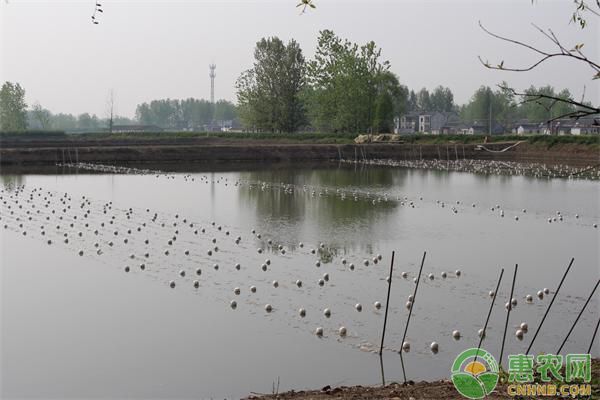 龍魚每天喂多少小魚合適呢：龍魚喂食小魚的科學之道，探尋每日適宜量