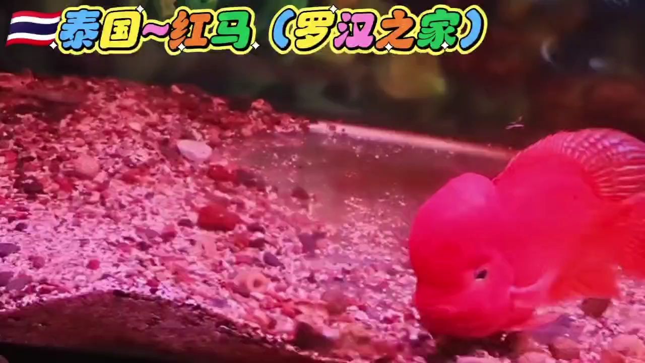 暴頭紅馬