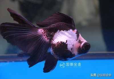 蝴蝶鯉魚(yú)養(yǎng)幾條最吉利（關(guān)于蝴蝶鯉魚(yú)養(yǎng)殖數(shù)量的吉利選擇需結(jié)合傳統(tǒng)風(fēng)水寓意和實(shí)際飼養(yǎng)條件綜合考慮）