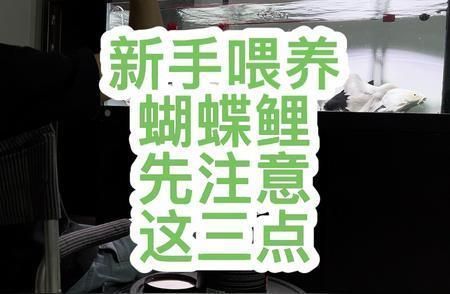 蝴蝶鯉魚養(yǎng)幾條最吉利（關(guān)于蝴蝶鯉魚養(yǎng)殖數(shù)量的吉利選擇需結(jié)合傳統(tǒng)風水寓意和實際飼養(yǎng)條件綜合考慮）