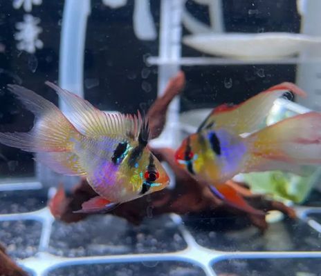 龍魚買回來就死了什么原因呢：龍魚之殤，探尋新魚歸家即逝的緣由