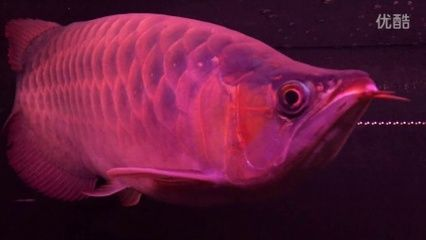 紅龍魚掉眼手術(shù)后吃什么：紅龍魚掉眼手術(shù)后需要注意飲食以促進(jìn)傷口愈合和恢復(fù)