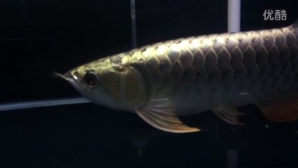 紅龍魚掉眼手術(shù)后吃什么：紅龍魚掉眼手術(shù)后需要注意飲食以促進(jìn)傷口愈合和恢復(fù)