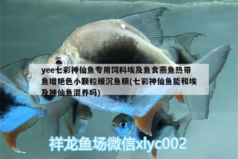 yee七彩神仙魚專用飼料埃及魚食燕魚熱帶魚增艷色小顆粒緩沉魚糧(七彩神仙魚能和埃及神仙魚混養嗎)