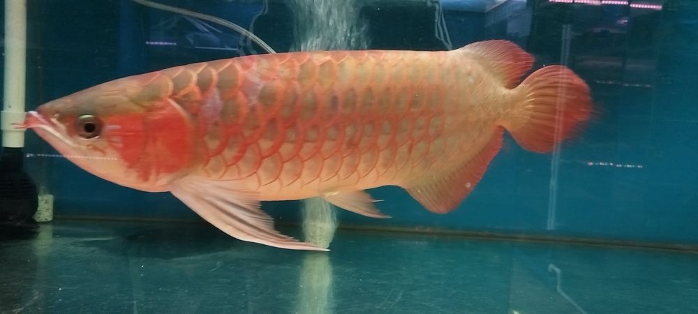 魚店見一條70公分 魚店見一條70公分 龍魚論壇