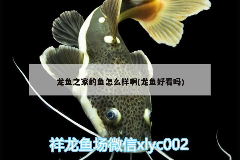 龍魚之家的魚怎么樣啊(龍魚好看嗎) 龍魚之家的魚怎么樣啊(龍魚好看嗎) 龍魚之家