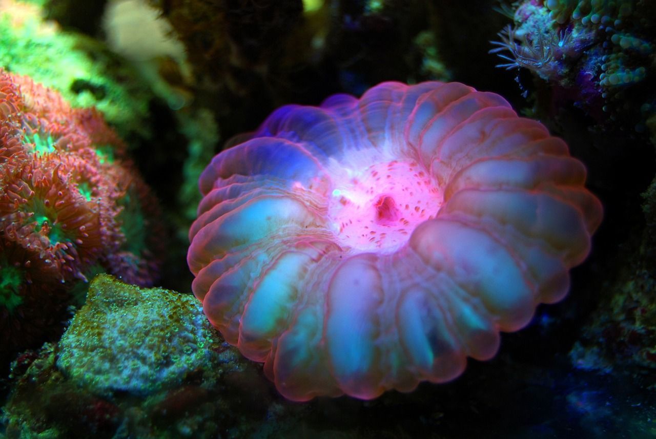 造型異形魚缸圖片（異形魚缸造景圖片）