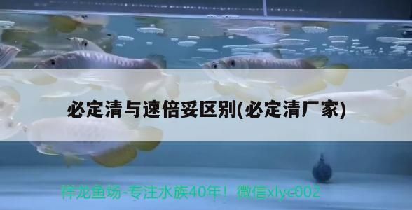 必定清與速倍妥區別(必定清廠家)