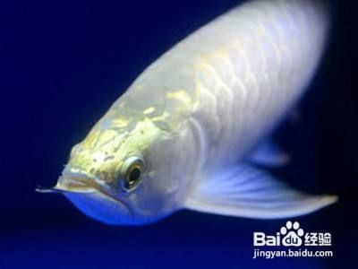 龍魚間歇性趴缸怎么辦，龍魚趴缸與水質波動關系