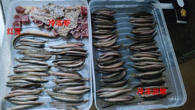 龍魚(yú)鱗片有黑點(diǎn)怎么回事兒：龍魚(yú)鱗片黑點(diǎn)之謎，探尋背后的多元因素與解決之道