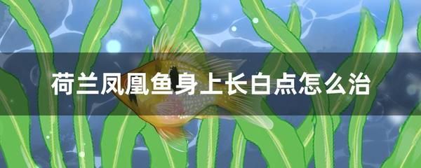 龍魚(yú)鱗片有黑點(diǎn)怎么回事兒：龍魚(yú)鱗片黑點(diǎn)之謎，探尋背后的多元因素與解決之道