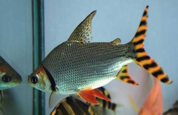龍魚鱗片上有斑點嗎能吃嗎圖片：龍魚鱗片斑點之謎，真相與食用安全探究