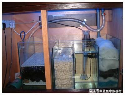 孔雀魚什么水養(什么樣的水適合養孔雀魚)