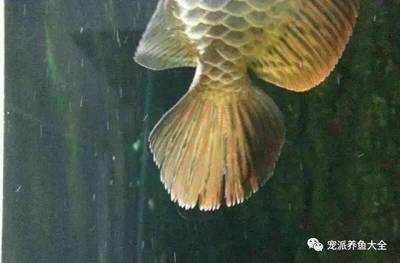 金龍魚水霉病治療期間需要喂什么食物？（金龍魚在治療期間是否喂食、喂什么食物，金龍魚病后恢復健康）