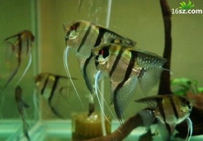龍魚鱗片發黑是怎么回事兒：龍魚鱗片發黑之謎，探尋背后的原因與解決之道
