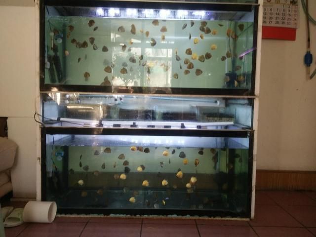 給觀賞魚藥浴一次多久（觀賞魚藥浴時長取決于所使用的藥物和治療的疾病）