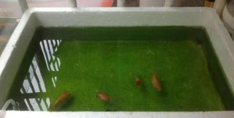 給觀賞魚藥浴一次多久（觀賞魚藥浴時長取決于所使用的藥物和治療的疾病）