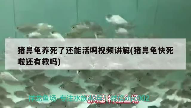 豬鼻龜養(yǎng)死了還能活嗎視頻講解(豬鼻龜快死啦還有救嗎)