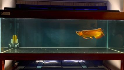 如何調整紅龍魚的狀態：如何調整紅龍魚狀態