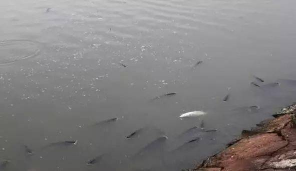 龍魚鱗掉了怎么辦啊圖片：龍魚鱗掉了怎么辦啊？全面解析龍魚掉鱗原因與應對策略